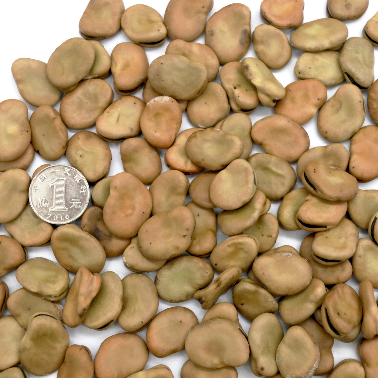 蚕豆种子大小图片