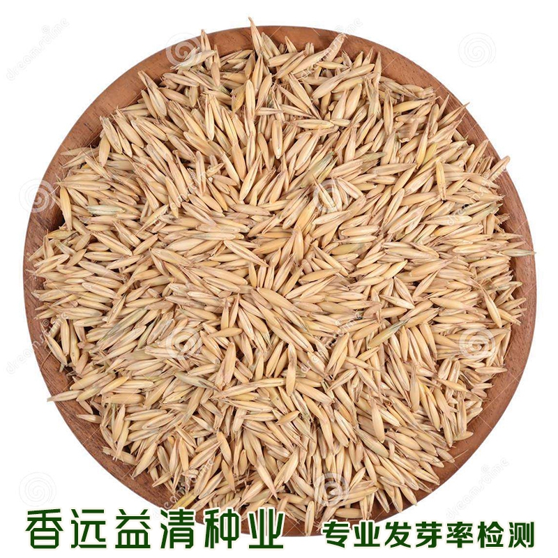 沭阳县燕麦种子亩产量高包邮牧草种籽饲料草种子提供种植技术