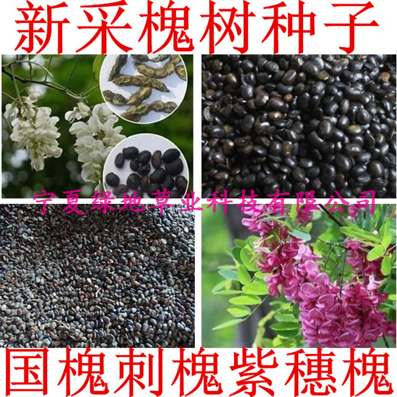 刺槐种子白花槐树红花刺槐林木种子洋槐种子洋槐树苗木籽国槐批发