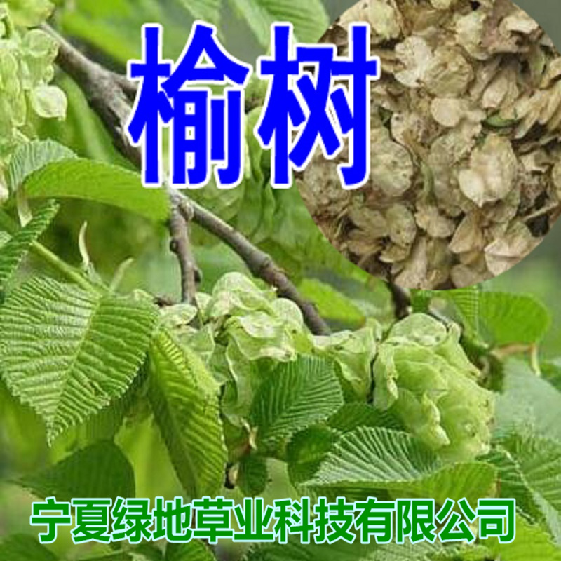 榆树种子林灌木榆钱子老榆树景观树行道树绿化带篱笆墙榆树种子