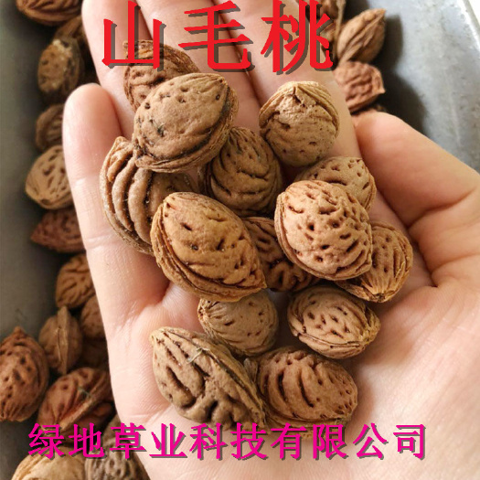 隆德县山核桃  毛桃种子山桃种子山桃核种子砧木嫁接梅花李树桃树毛桃