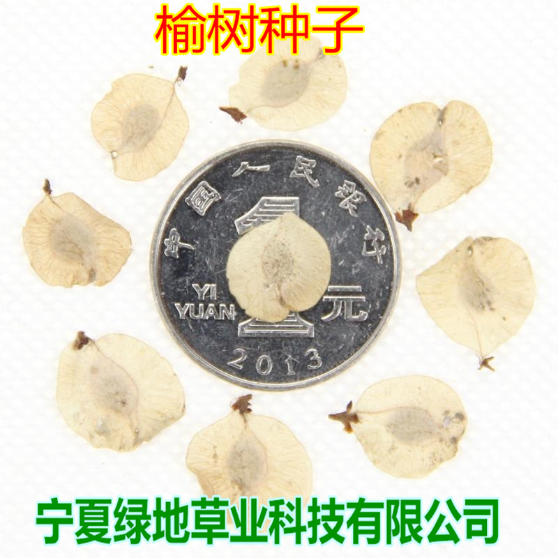 榆树种子林灌木榆钱子老榆树景观树行道树绿化带篱笆墙榆树种子