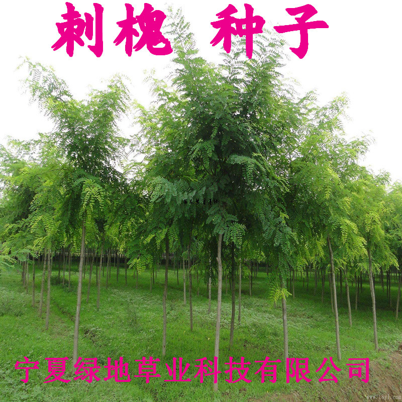 刺槐种子白花槐树红花刺槐林木种子洋槐种子洋槐树苗木籽国槐批发