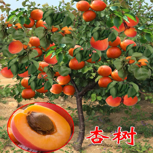 平邑县凯特杏苗 嫁接杏子树苗金太阳凯特杏特大南北方种植庭院地栽果树苗当年结果