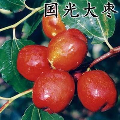平邑县 国光大枣树苗 嫁接脆甜枣子 当年结果 南方北方种植