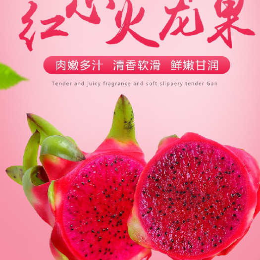 平邑县 四季红心火龙果苗盆栽地栽南北方种植当年结果