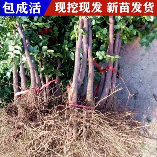 平邑县龙须枣苗 龙须枣树盆栽 龙须枣 龙枣 龙游枣拐枣树枝弯曲枝条龙枣树