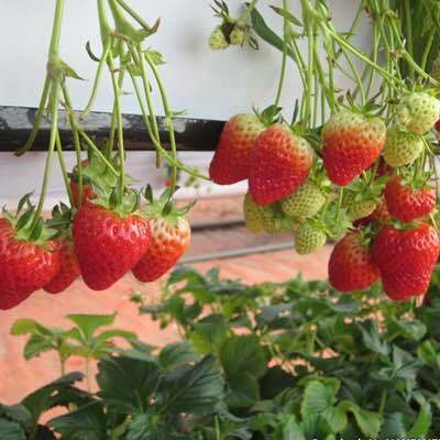 平邑县 草莓苗 四季穴盘苗脱毒 红颜奶油草莓 南北方种植
