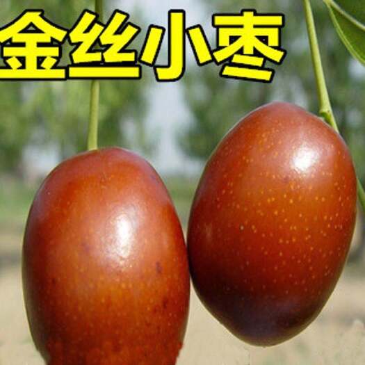 平邑县金丝小枣树苗 金丝小枣苗 金丝蜜枣苗 南方北方种植 果树苗地栽苗
