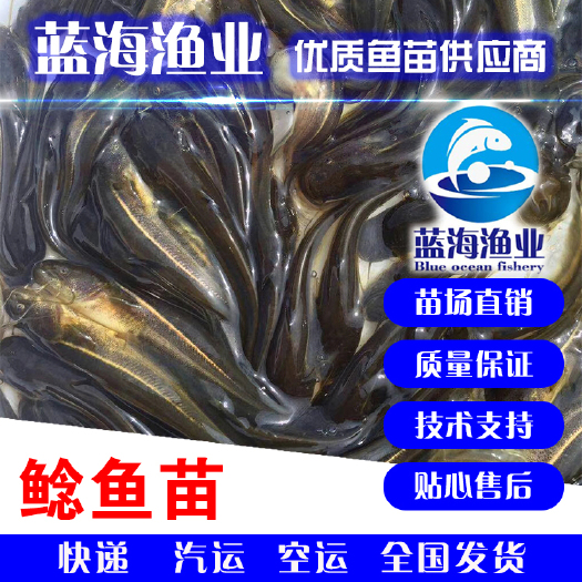 鹤山市 优质南方大口鲶鱼苗，杂交大口鲶鱼苗，成活率高，质量保证！