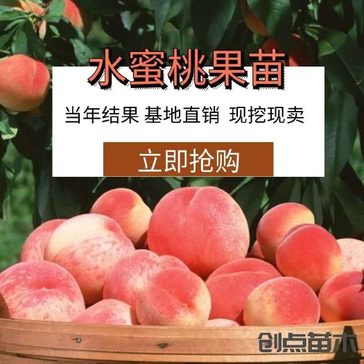 平邑县 水蜜桃桃树苗基地直发包品种现挖现发黑桃血桃品种齐全当年结果