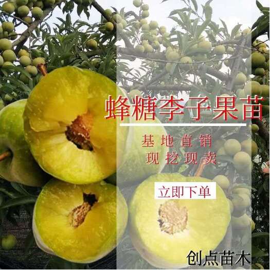 平邑县蜂糖李树苗 蜂糖李子苗当年结果山东临沂自家基地现挖现发包结果产量高
