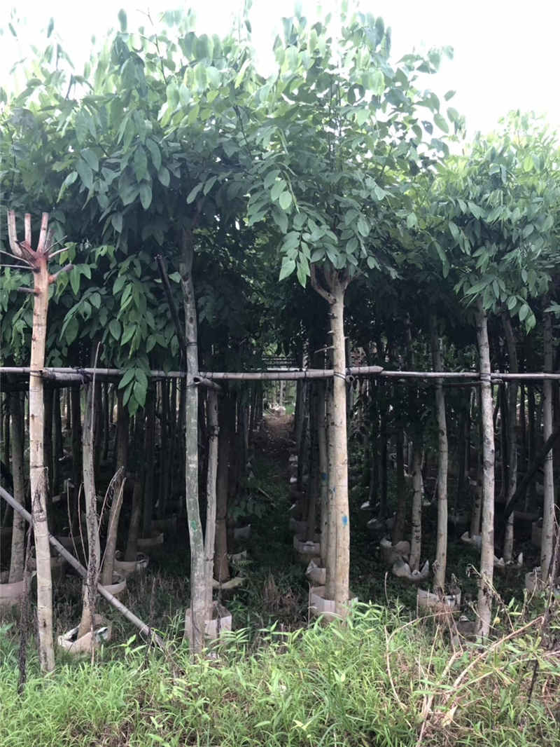 普宁市 云南腊肠树供应商 云南腊肠树批发商 云南腊肠树袋苗