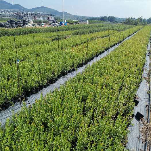 泰安薄雾蓝莓苗