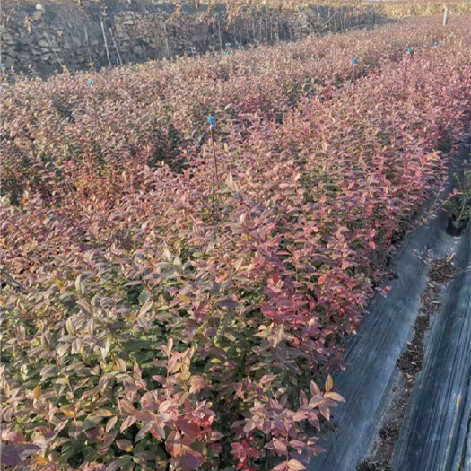 泰安绿宝石蓝莓苗