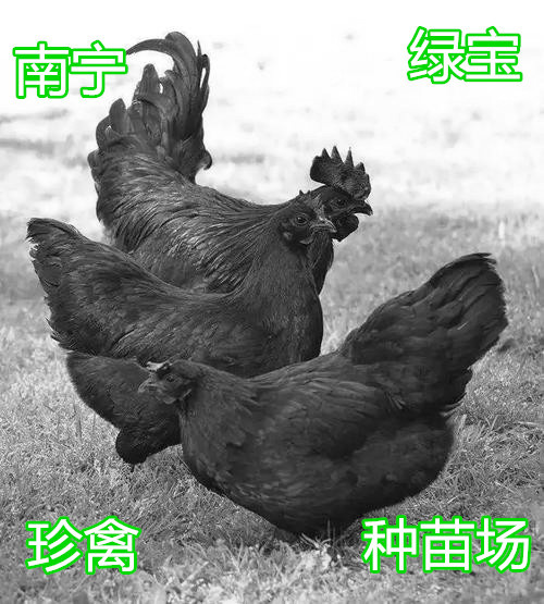 南宁 苗场精品绿壳蛋鸡苗（五黑一绿）高产绿壳蛋鸡苗，成活率96%