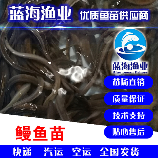 鹤山市 优质日本鳗鱼苗，白鳝鱼苗，鱼苗，品质保证!
