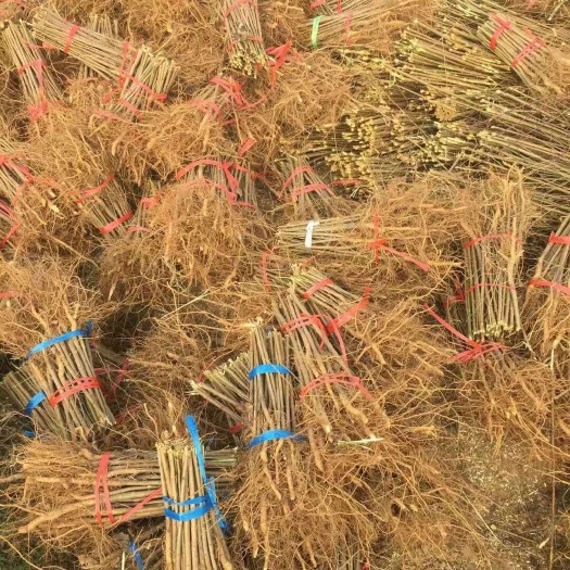 南阳毛桃苗 毛桃树苗 实生桃苗基地直销根系发达价格低