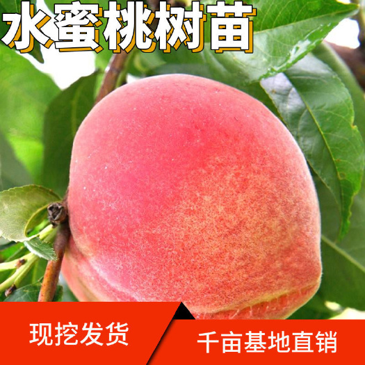 平邑县 水蜜桃苗 桃树苗 水蜜桃果树苗 正宗嫁接苗保品种全国保湿发货