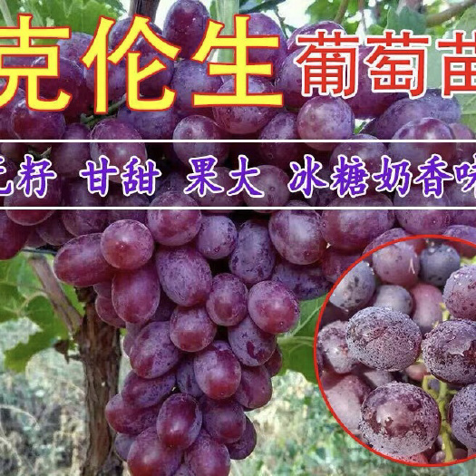 平邑县 克伦生葡萄苗晚熟品种爬藤盆栽地栽南北方种植当年结果