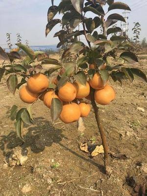 金果梨苗 晚熟特大果 金果梨树苗批发基地保证品种质量！
