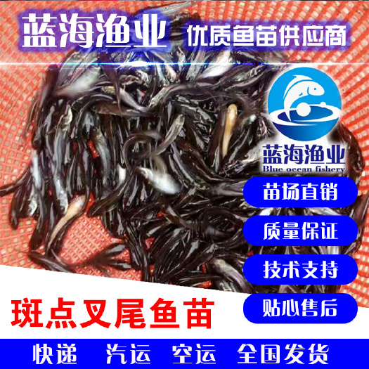 鹤山市 优质抗寒斑点叉尾鮰鱼苗，叉尾鮰鱼苗，苗场 直销。品质保证！