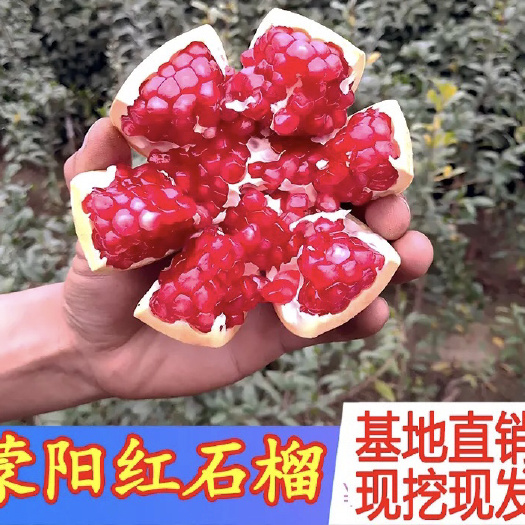 平邑县 蒙阳红石榴苗盆栽地栽苗南北方种植当年挂果