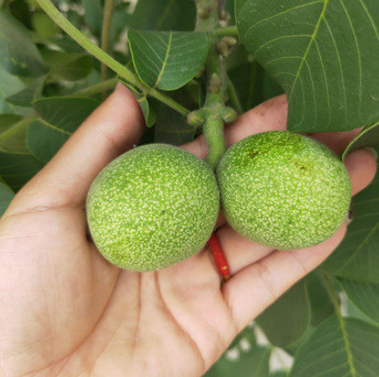平邑县 鲁光核桃苗嫁接薄皮苗南北方种植庭院盆栽地栽当年结果树