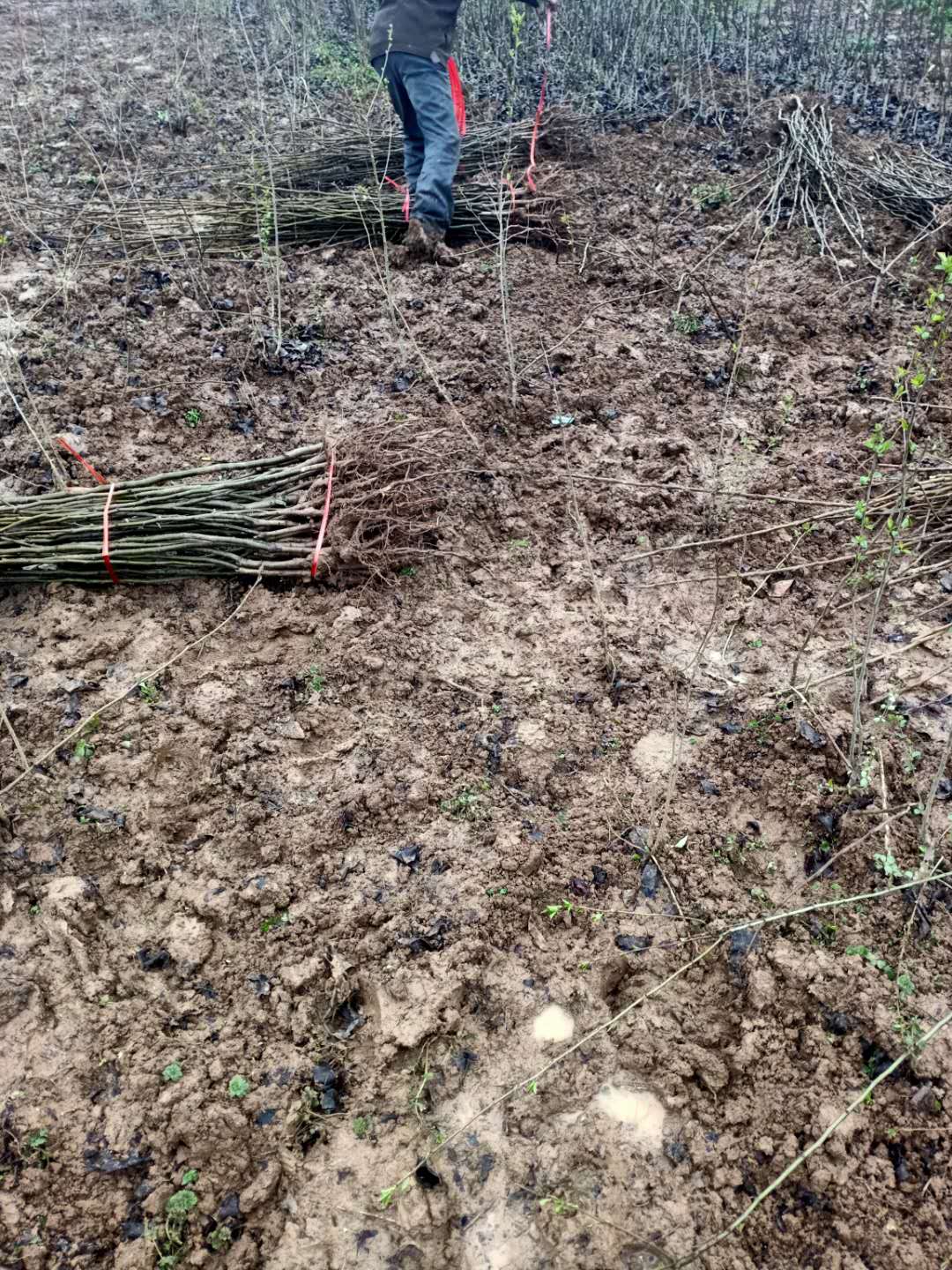 园黄梨苗 香气十足 河南园黄梨树苗基地批发