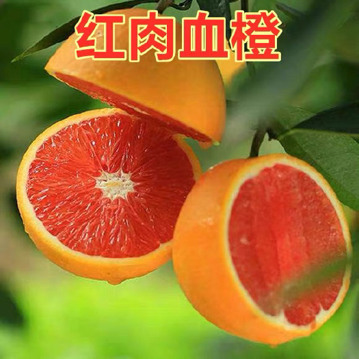 平邑县 红肉血橙苗嫁接苗脐橙苗盆栽地栽南北方种植