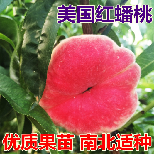 平邑县正宗美国红蟠桃树苗 基地直销南北方种植 当年挂果全国包邮