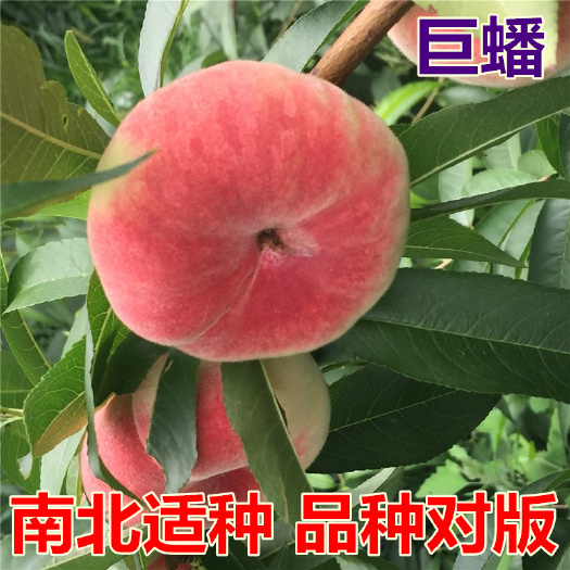 平邑县巨蟠桃苗  巨蟠桃树苗 品种对版 南北方种植当年挂果 基地直销 现挖现发