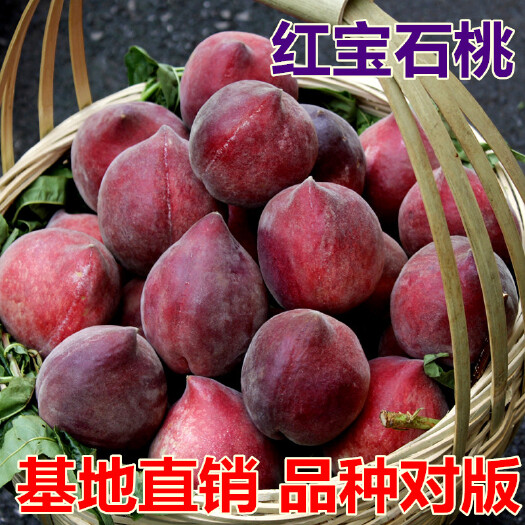 平邑县嫁接桃树苗  红宝石桃树苗 品种对版 基地直销现挖现发死苗补发