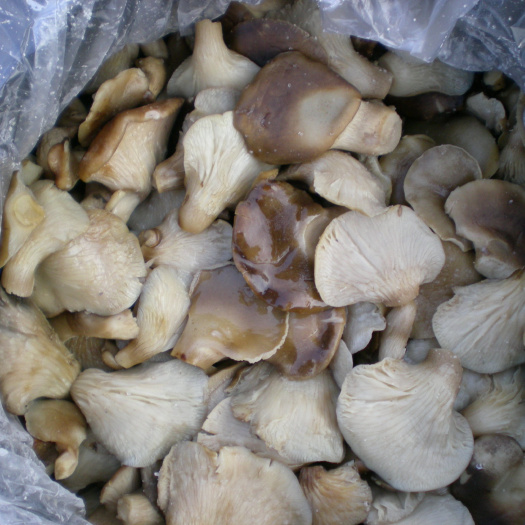  供应盐渍鲍鱼菇、可加工巴氏杀菌袋500g、1000g