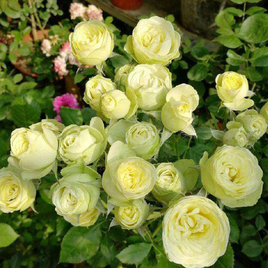 沭阳县奶油龙沙月季灌木月季花带土发货批发包邮零售