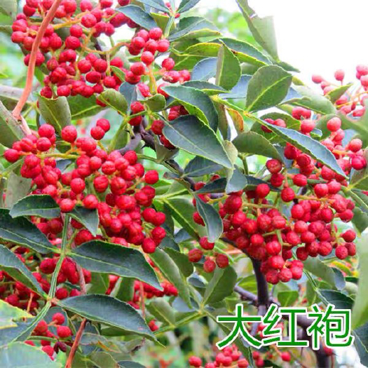 平邑县 大红袍花椒苗花椒树苗盆栽地栽无刺花椒小苗当年结果