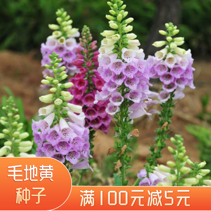 沭阳县毛地黄种子毛地黄新种子包邮产地直发