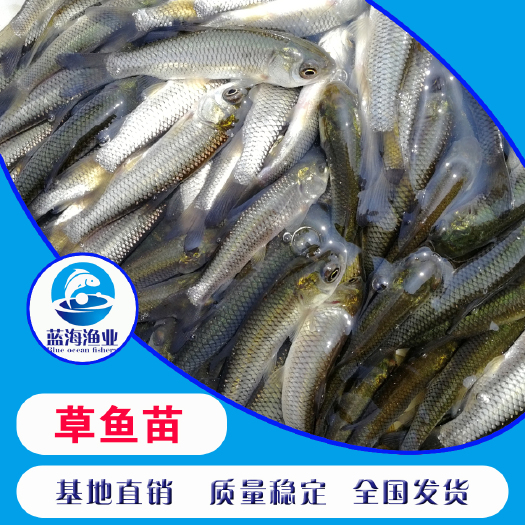 东莞市苗场直销 抗病毒草鱼苗  生长快 身形靓