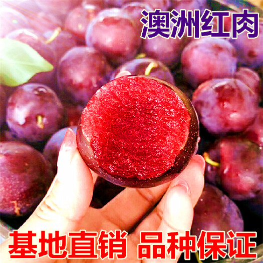 平邑县 澳洲红肉李子树苗 包结果 南北适种 品种对版