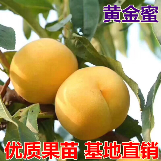 平邑县黄金蜜4号苗  黄金蜜桃树苗  南北方种植 当年挂果 品种对版 服务三包