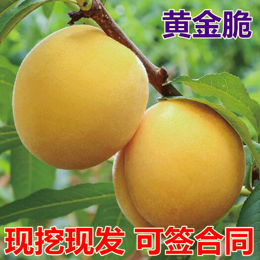 平邑县黄金脆桃苗  黄金脆桃树苗 南北方种植 基地直销 服务三包 过大 现挖现发