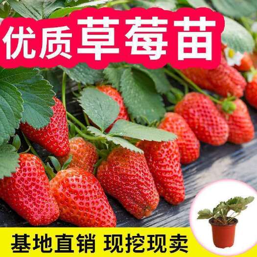 平邑县 奶油草莓苗草莓种子四季盆栽地栽南方北方种植阳台庭院地栽牛奶