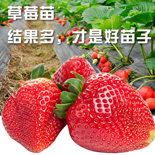 平邑县 红颜草莓苗 特大四季草莓苗章姬妙香七号等品种打冷保鲜发货顺丰