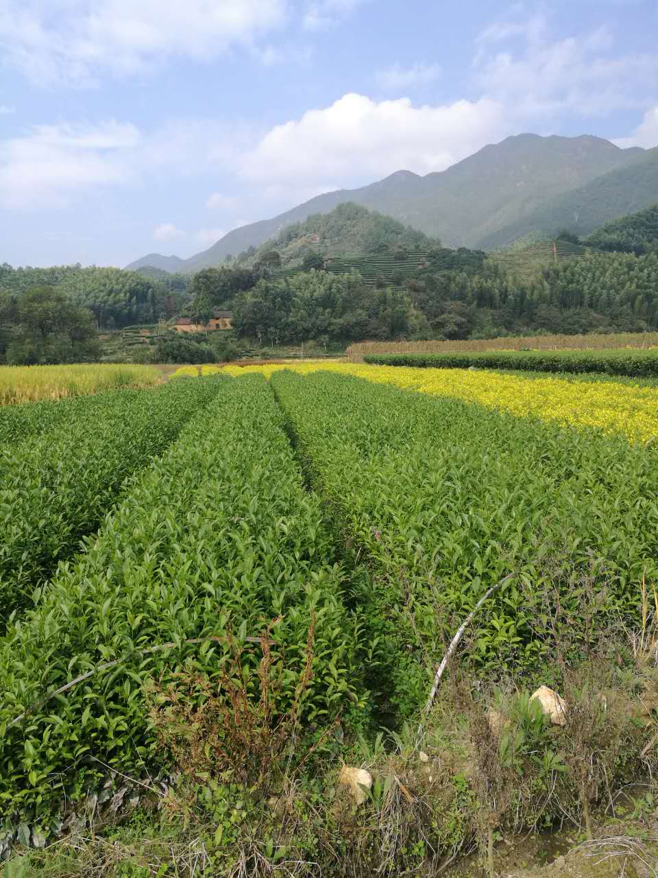 龙井43号茶树苗  龙井43茶苗