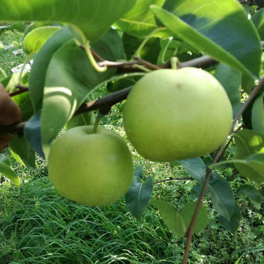 翠冠梨苗 早熟翠冠梨树苗批发 口感酥甜多汁保证品种