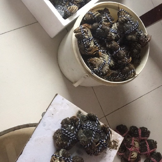 常州生态大闸蟹  大闸蟹