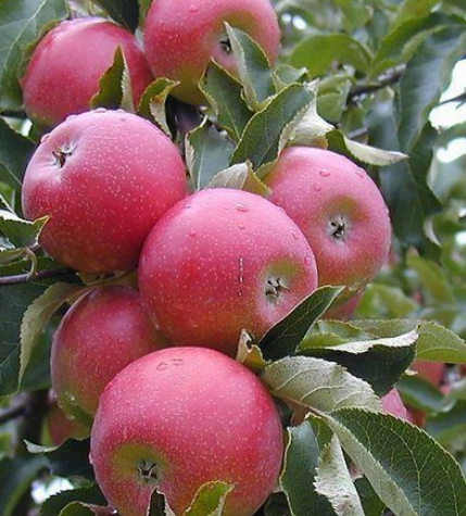 平邑县 润太一号柱状苹果苗柱状苹果树南方北方种植当年结果树苗