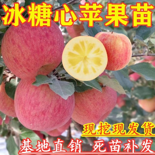 平邑县冰糖心苹果苗 南北方均可种植 嫁接冰糖心苹果树苗