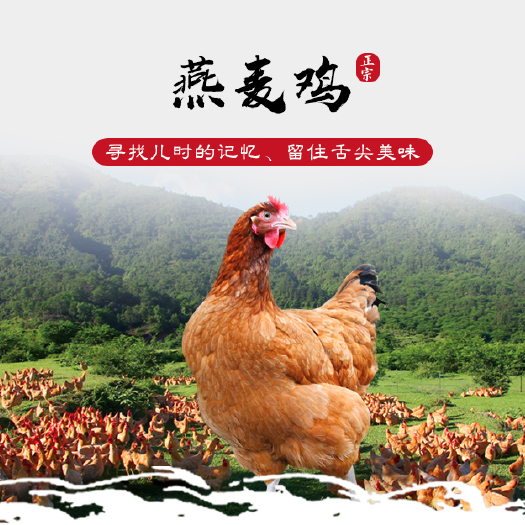 张家口 土鸡批发正宗土鸡燕麦鸡