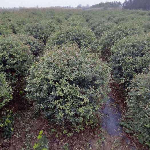 潢川县火棘盆栽 河南火棘球_80-1米冠火棘球